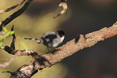 Avistamiento Curruca cabecinegra