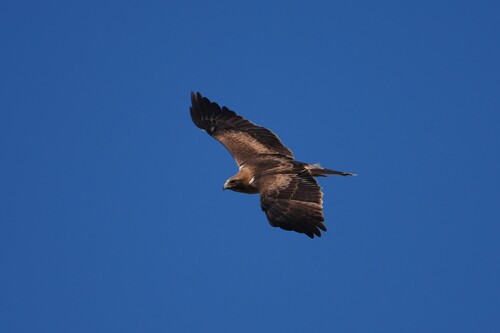 Avistamiento Aguila calzada