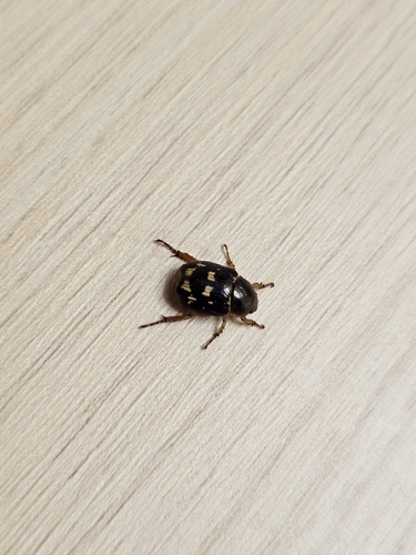 Anomala platypyga