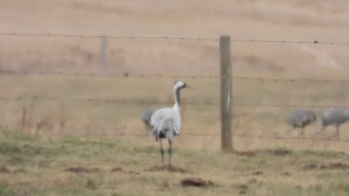 Common Crane