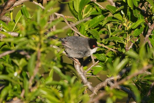 Avistamiento Curruca cabecinegra