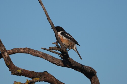 Avistamiento Saxicola rubicola