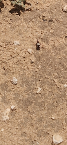 Pleuropasta reticulata