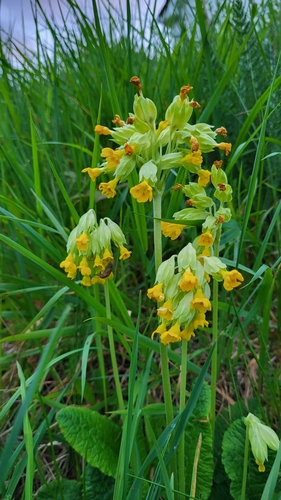 Cowslip