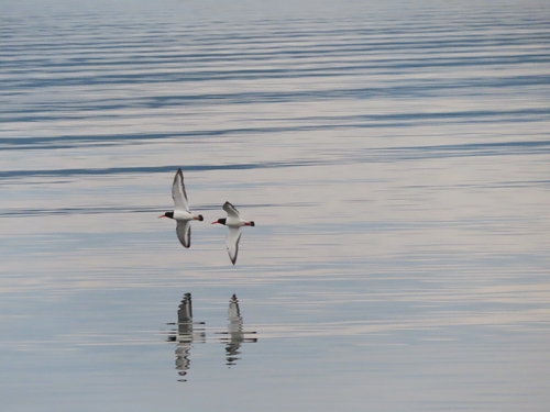 Eurasian Oystercatcher