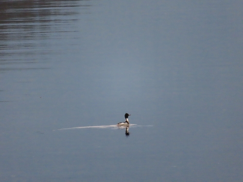 Red-breasted Merganser