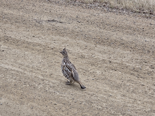 Ruffed Grouse