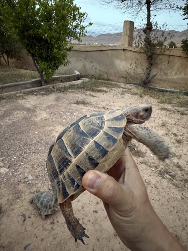 Greek Tortoise