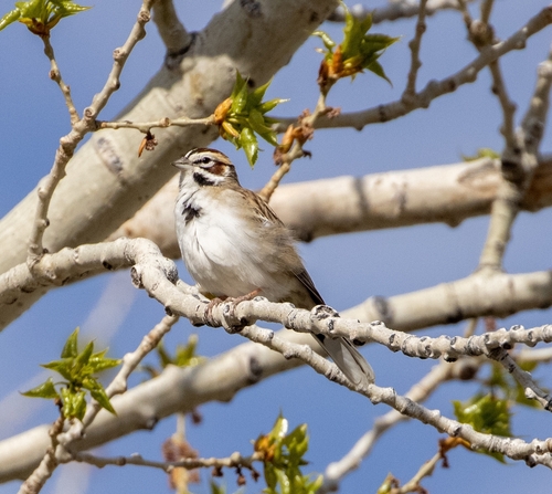 Lark Sparrow
