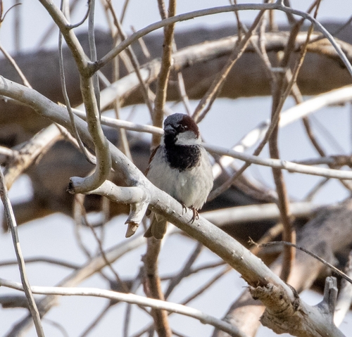 House Sparrow