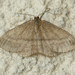 Boreal Cream Moth - Photo (c) David Beadle, all rights reserved, uploaded by David Beadle