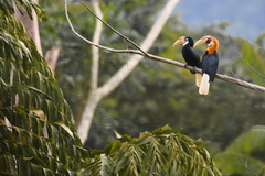 Blyth'S Hornbill