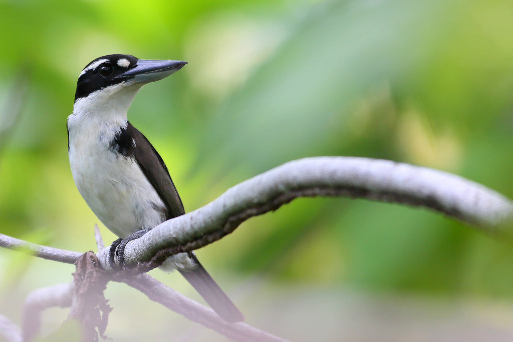 Sombre Kingfisher photo