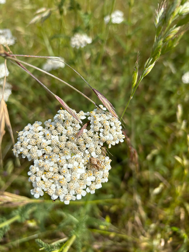 iNaturalist observation photo of Western Lynx Spider
