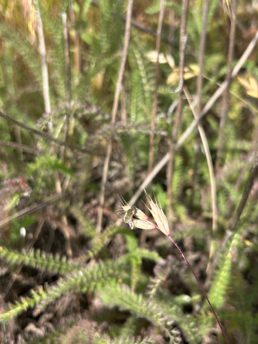 iNaturalist observation photo of Bee Flies