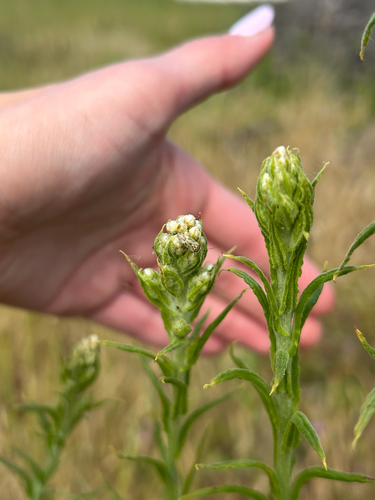 iNaturalist observation photo of Seed Bugs and Allies