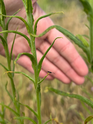 iNaturalist observation photo of Ants, Bees, Wasps, and Sawflies