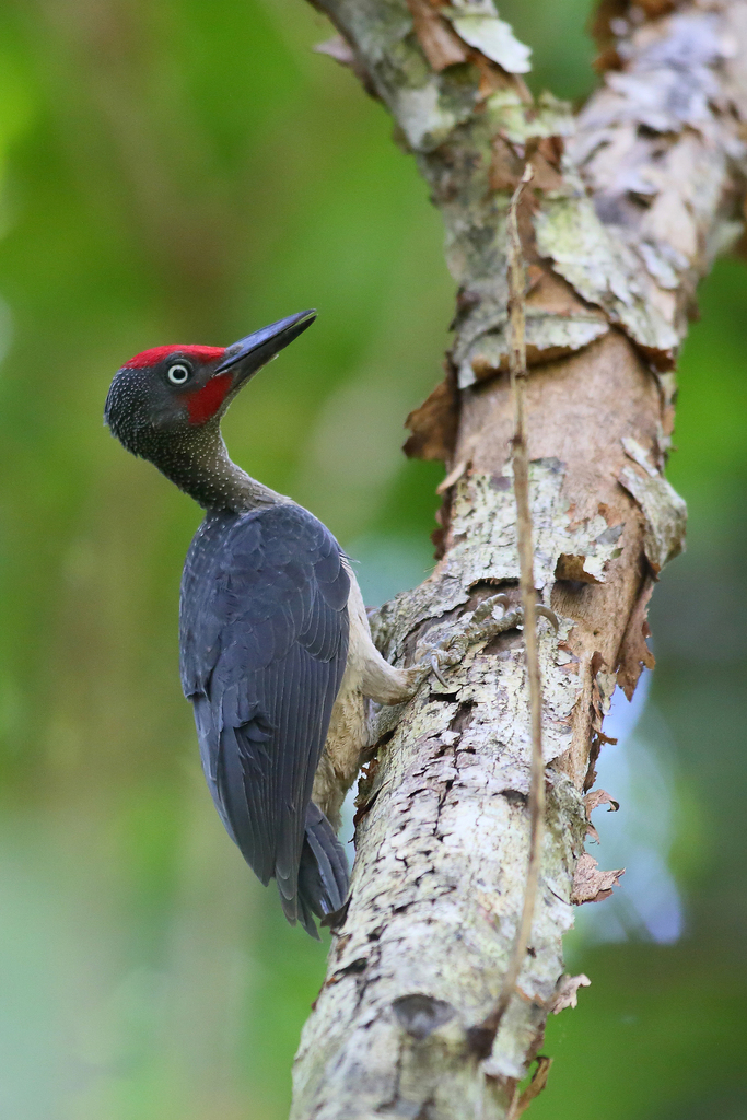 Ashy Woodpecker (Mulleripicus fulvus) photo
