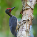 Ashy Woodpecker - Photo (c) Carlos N. G. Bocos, all rights reserved, uploaded by Carlos N. G. Bocos
