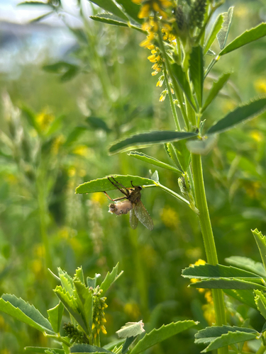 iNaturalist observation photo of Winged and Once-winged Insects