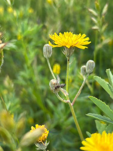 iNaturalist observation photo of Western Calligrapher