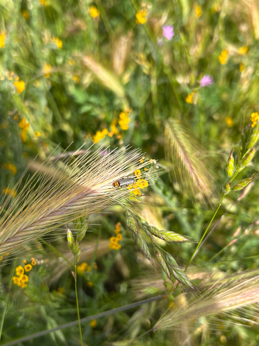 iNaturalist observation photo of Cyrtomoptera