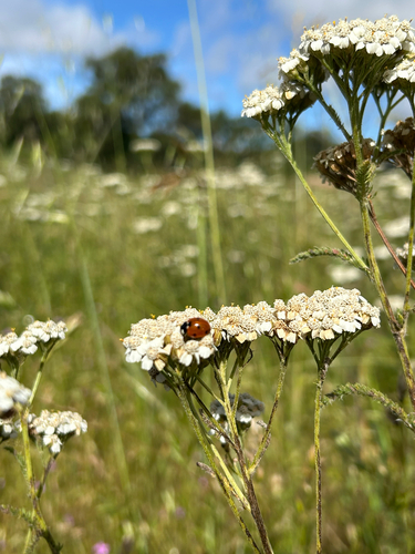 iNaturalist observation photo of Seven-spotted Lady Beetle