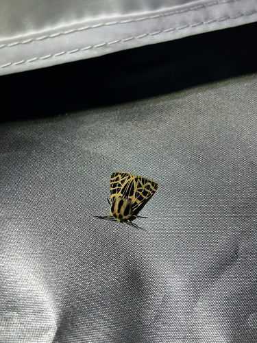 iNaturalist observation photo of Ornate Tiger Moth