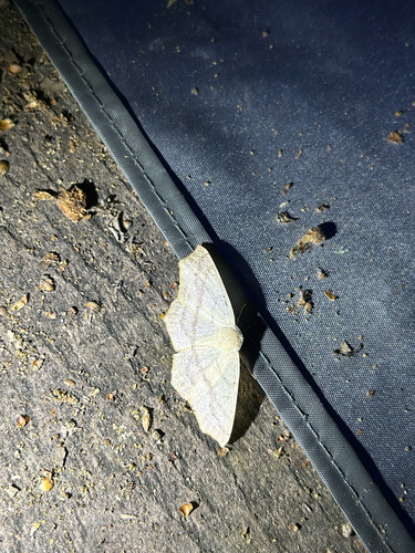 iNaturalist observation photo of Omnivorous Looper