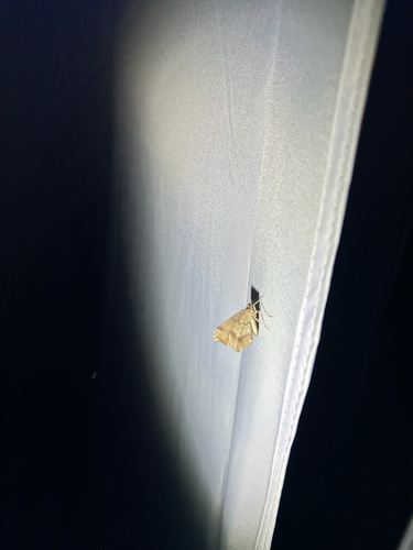 iNaturalist observation photo of Macaria marcescaria