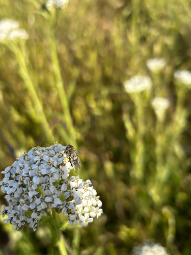 iNaturalist observation photo of Cyclorrhaphan Flies