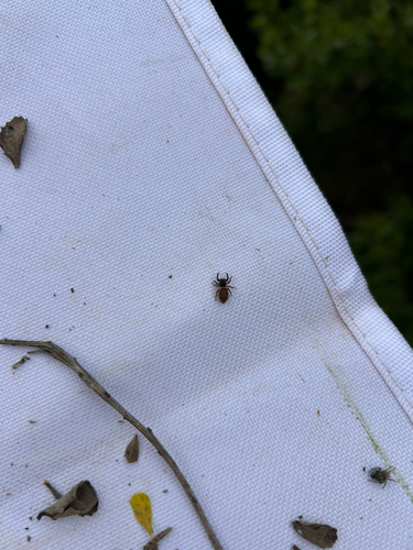iNaturalist observation photo of Dendryphantina