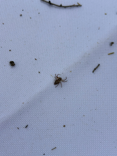 iNaturalist observation photo of Western Lynx Spider