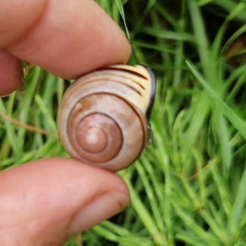Cepaea nemoralis