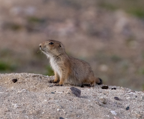 Black-tailed Prairie Dog
