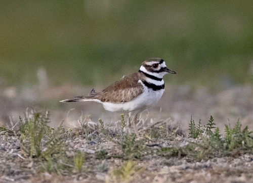 Killdeer