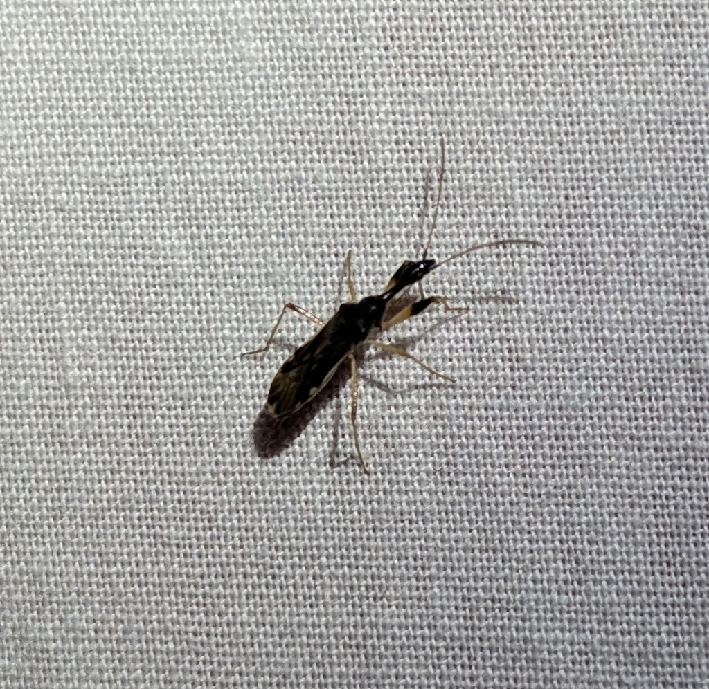 Texas Seed Insect Long-necked Seed Bug from Duncanville, TX 75137, USA on April 26, 2026 ...