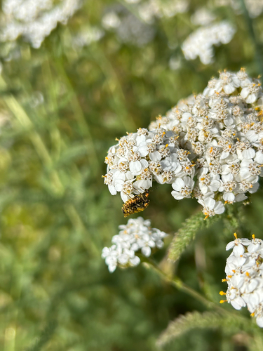 iNaturalist observation photo of Beetles