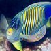 Regal Angelfish - Photo (c) Hickson Fergusson, all rights reserved, uploaded by Hickson Fergusson