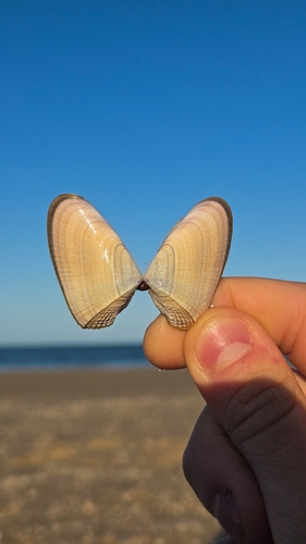Donax hanleyanus