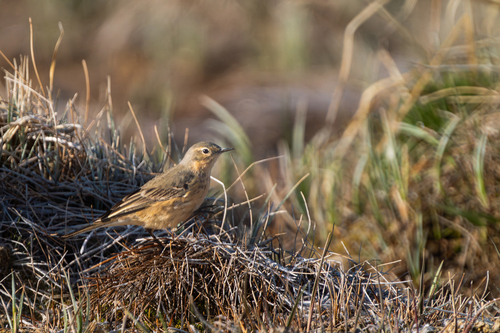 American Pipit