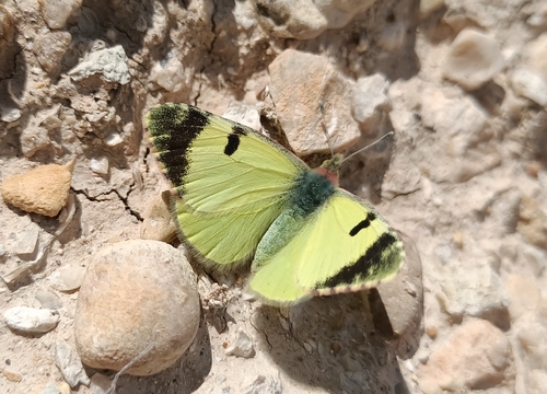 Greenish Black-tip