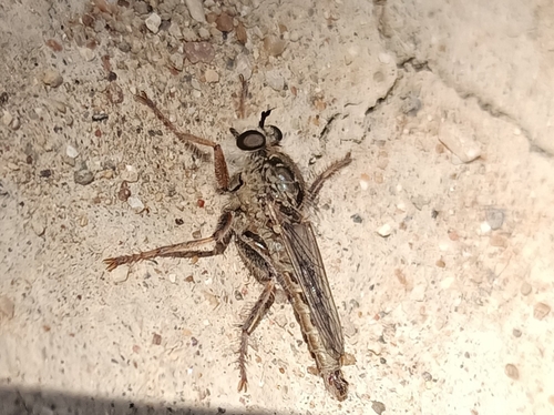 Antiphrisson trifarius