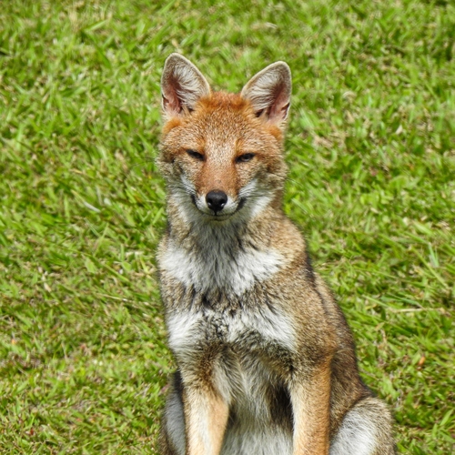 Pampas Fox