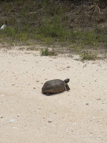 Gopherus polyphemus