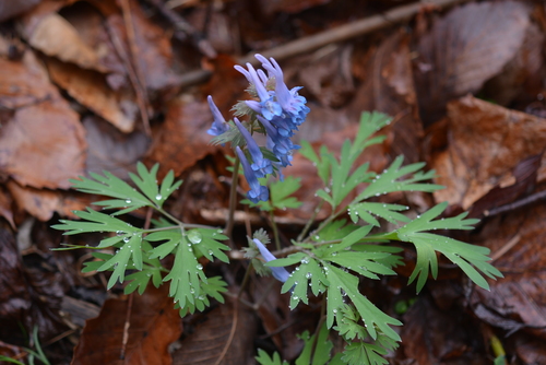 Korean corydalis