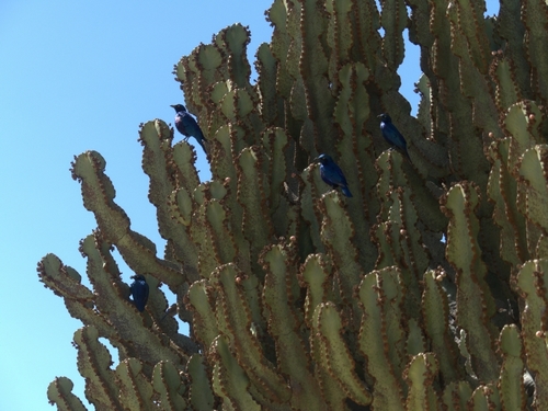 Greater Blue-eared Starling