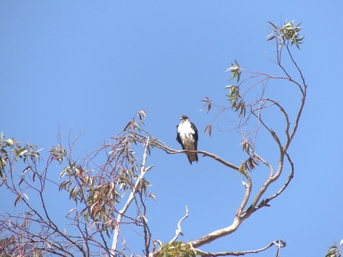 Augur Buzzard