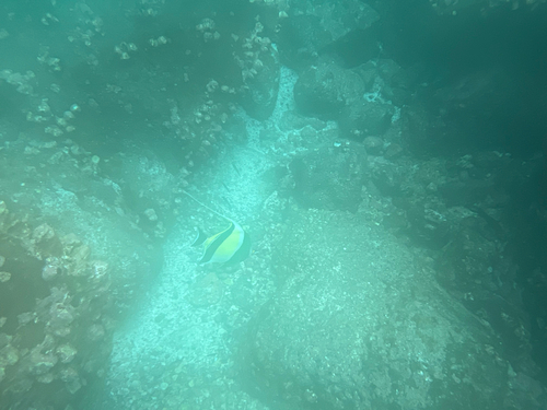 Zanclus cornutus