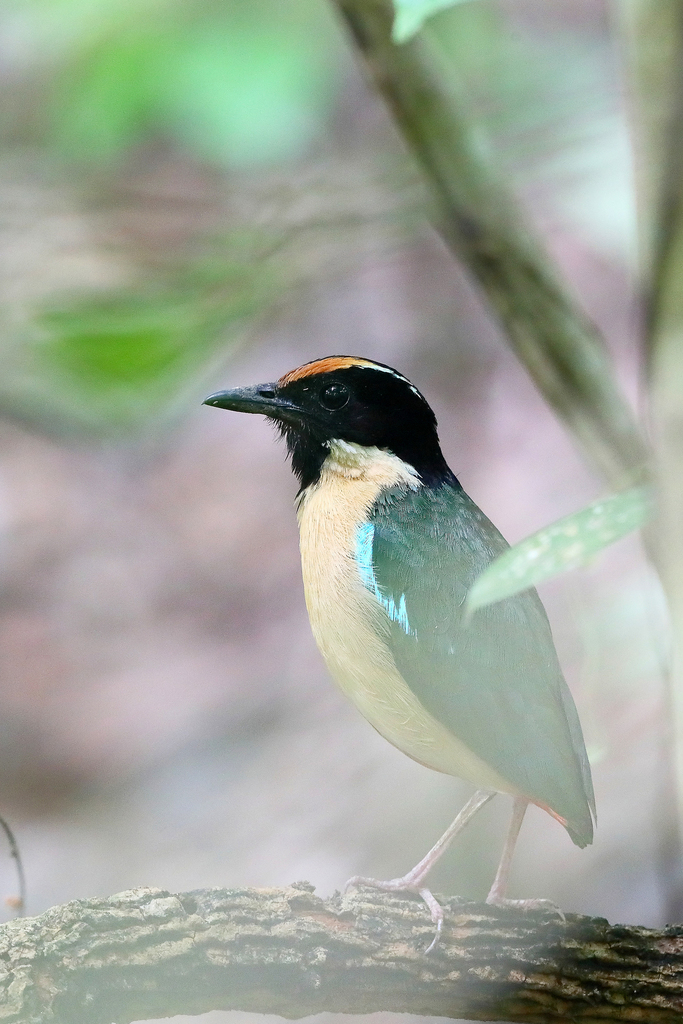 インドネシアノドグロヤイロチョウ (Pitta concinna) · iNaturalist